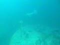 videos de seal at scapa