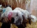Lambs in the pen - another sheep video from sheep.com - Thumb #2
