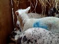 Lambs in the pen - another sheep video from sheep.com - Thumb #3