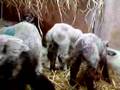 Lambs in the pen - another sheep video from sheep.com