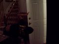 Gabe Getting Pizza (FUNNY) Gabe Getting Pizza (FUNNY)