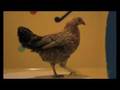 Stroszek: the Dancing Chicken