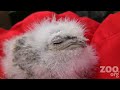 Tawny frogmouth chick born at Woodland Park Zoo Seattle gets supplemental feeding, is weighed, and is returned to her parents behind the scenes with zookeeper Ernie Rose. Produced by Ryan Hawk