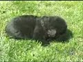 CUCCIOLI DI TERRANOVA NEWFOUNDLAND PUPPIES