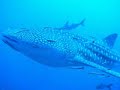 Diving Phuket Thailand