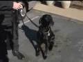 Police Shoot Pit Bull That Attacked K-9