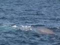 Blue Whales, Risso and Common Dolphin