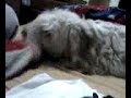 guffy agresivo guffy agresivo