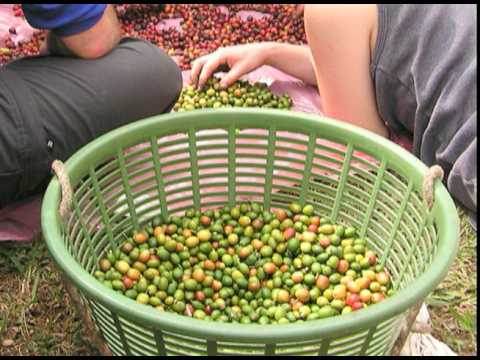 [Video-Stanford's Guatemala Service Learning Trip, 2008-7]