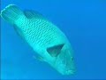 planeta-agua-buceo-en-thistlegorm-ii-mar-rojo-red-sea-.html