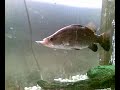Barramundi takes white bait Barramundi takes white bait