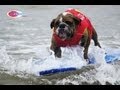 2011 Surf Dog Surf a Thon Dog Surfing Video
