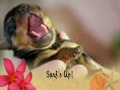 puppys and kittys