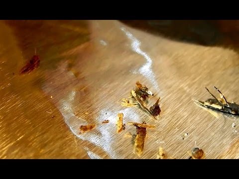 how to get rid of gnats in the kitchen drain