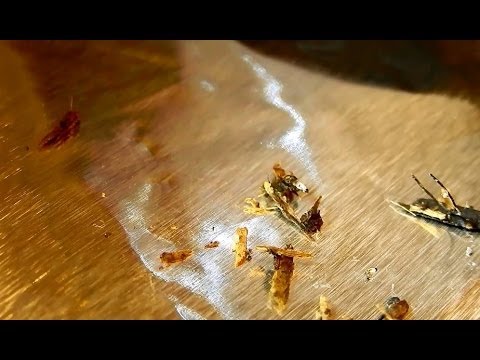 how to kill fungus gnat larvae