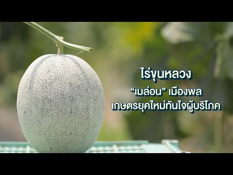 ไร่ขุนหลวง "เมล่อน" เมืองพล เกษตรยุคใหม่ทันใจผู้บริโภค