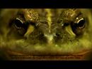 Save-the-Frogs-Biolo