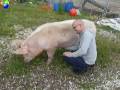 videos de Thomas D streichelt sein Schwein