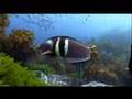 Marine Reserves - Arabic
