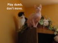 Sphynx and Calico Cats Top of Bookcase Showdown