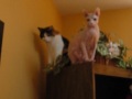 Sphynx and Calico Cats Top of Bookcase Showdown