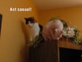 Sphynx and Calico Cats Top of Bookcase Showdown