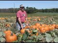 SunCast: Corn maze; pumpkins; trash the wedding dress