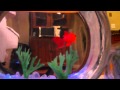 Electronic Goldfish in a Bowl from ThinkGeek
