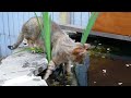 Clive F1 chausie and the fish