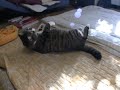 ぽっちゃりピッピその1