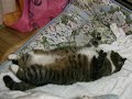 ぽっちゃりピッピその1