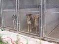 Abandon de chiens!