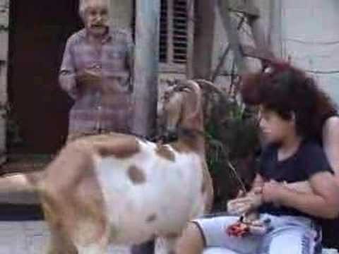 goat milk