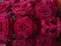 Rose-garden-Lynne-An