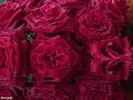 Rose-garden-Lynne-An