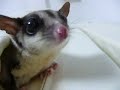 sugar glider / ninja boy relax part3