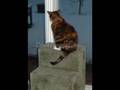 videos de Song For Keeter & Luna (Higher Meg Version)