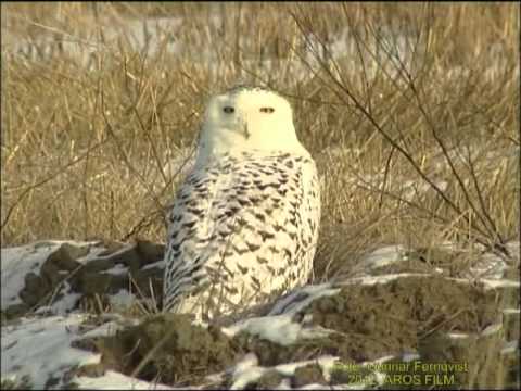 Fjälluggla - Fjälluggla. Västmanland Mars 2001, Snowy Owl in Sweden, AROS FILM Fotograf: Gunnar Fernqvist.