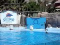 delfines en selwo marina
