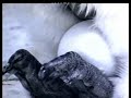 Penguin Jantan - Kisah Bapa Misali