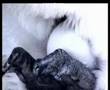 Penguin Jantan - Kisah Bapa Misali