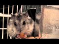 Tazz - hamster eating