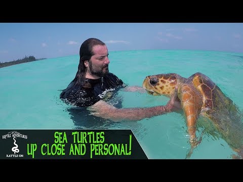 YouTube reptile video