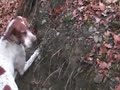 Raccolta tartufi