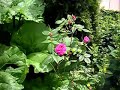 Roses and Wind Chime