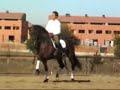 caballos de pura raza espa�ola, caballos, p.r.e.,
