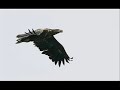 Adler Sollen Fliegen Lyrics Hier oben wo die Luft am dünnsten ist, wo nur Mut nich vor Angstdie Augen schließt, ist der Traum vom Fliegen so erfüllbar nah Die langen Bretter, die die Schwingen ersetzen, Gesetze der Schwerkraftzu verletzten, der Schanzentisch als großes Katapult Als ein...