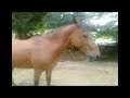 mon cheval babe