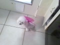 Fairy Poodle
