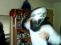 Lil wayne on halloween!!... funny part 2